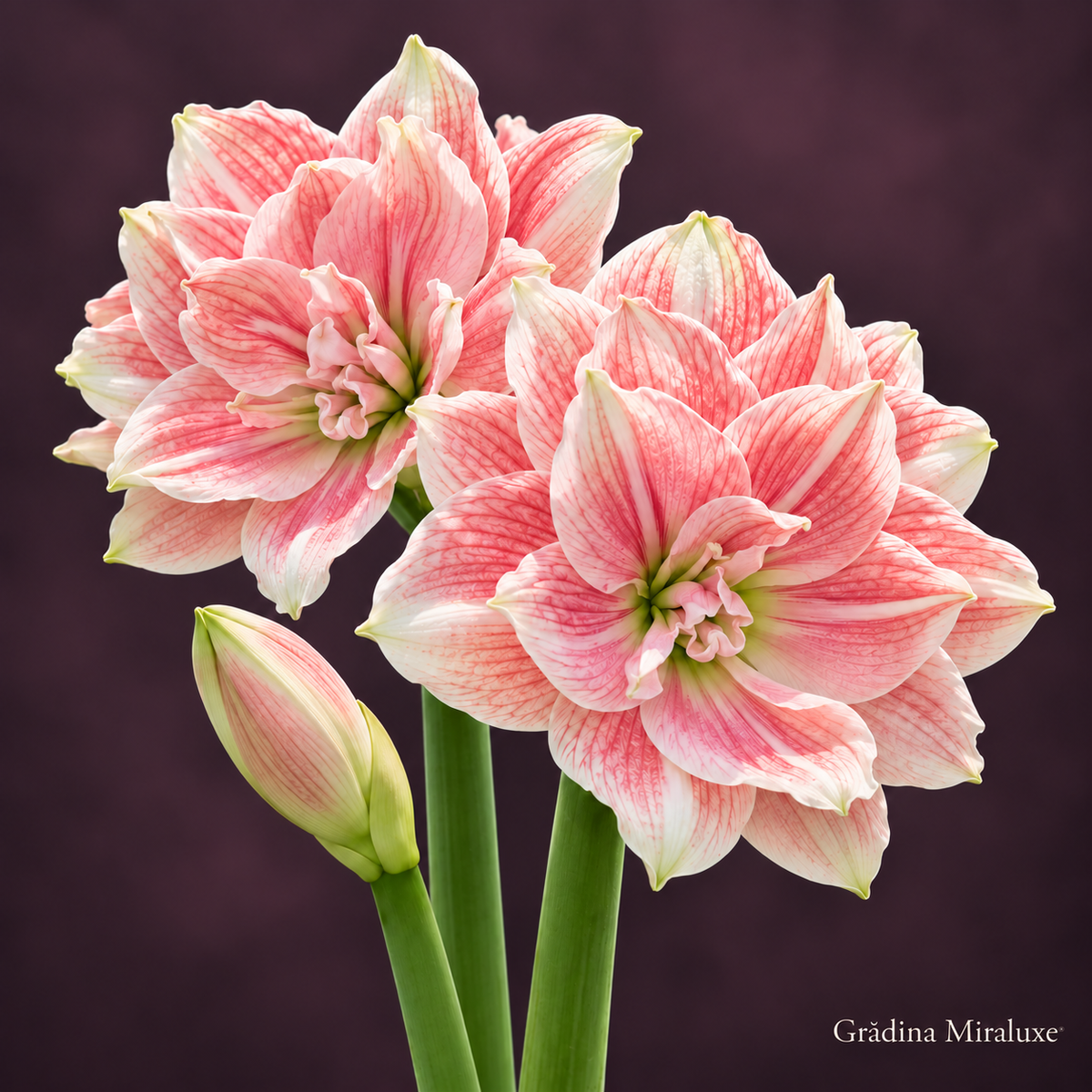 Amaryllis Sweet Nymph