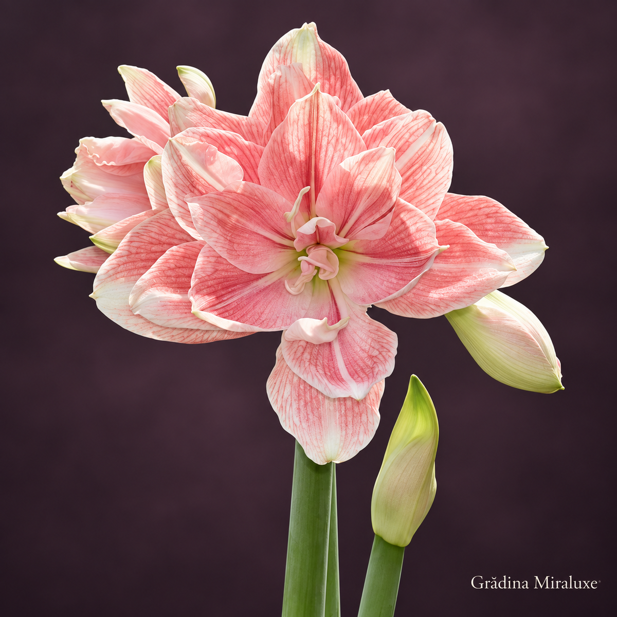 Amaryllis Tika Beauty
