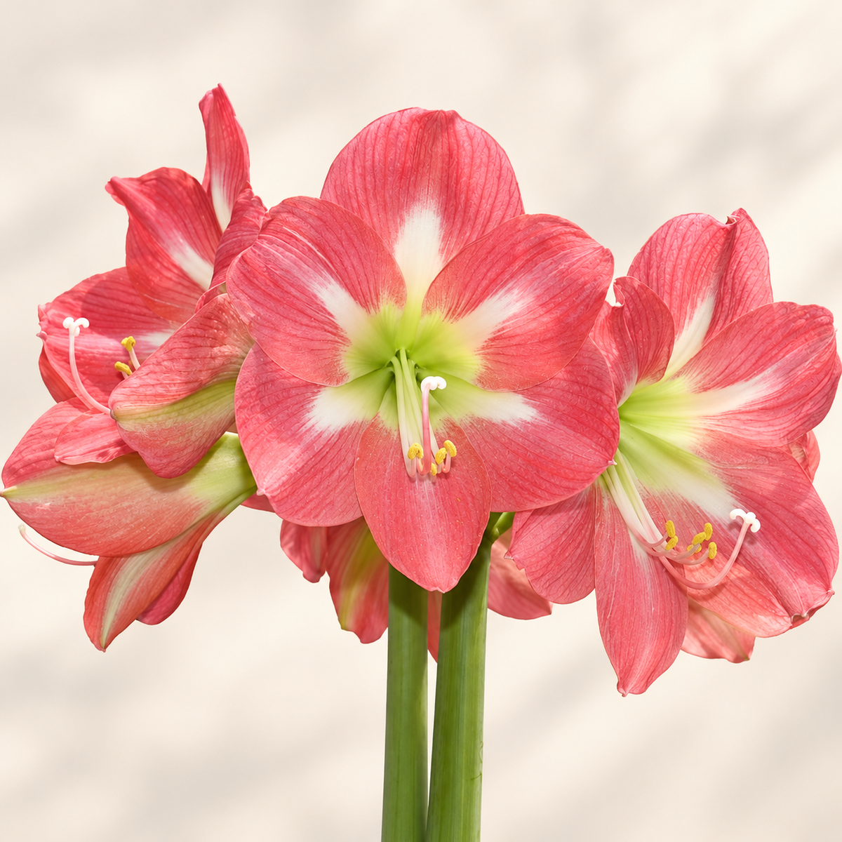 Amaryllis Cape Horn