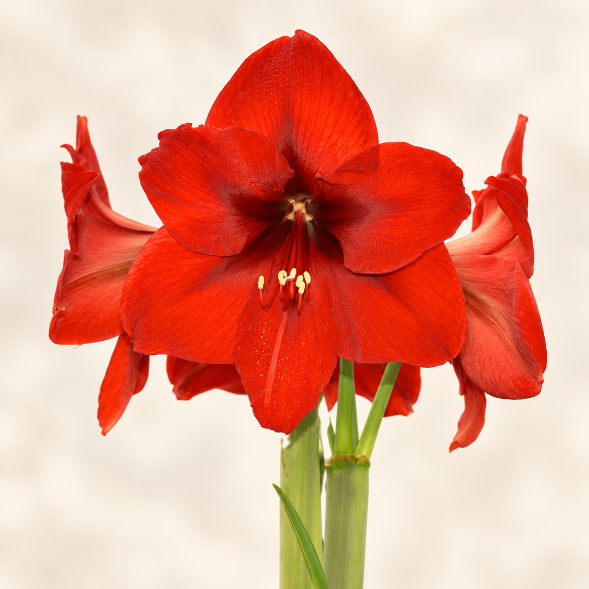 Amaryllis Andes Sunshine