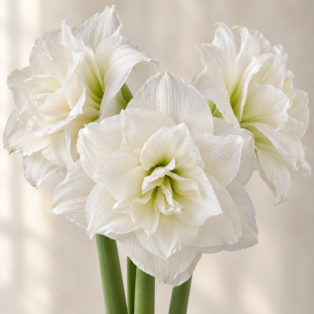 Amaryllis Marilyn