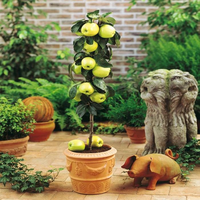 Măr Pitic Malus Golden Delicious