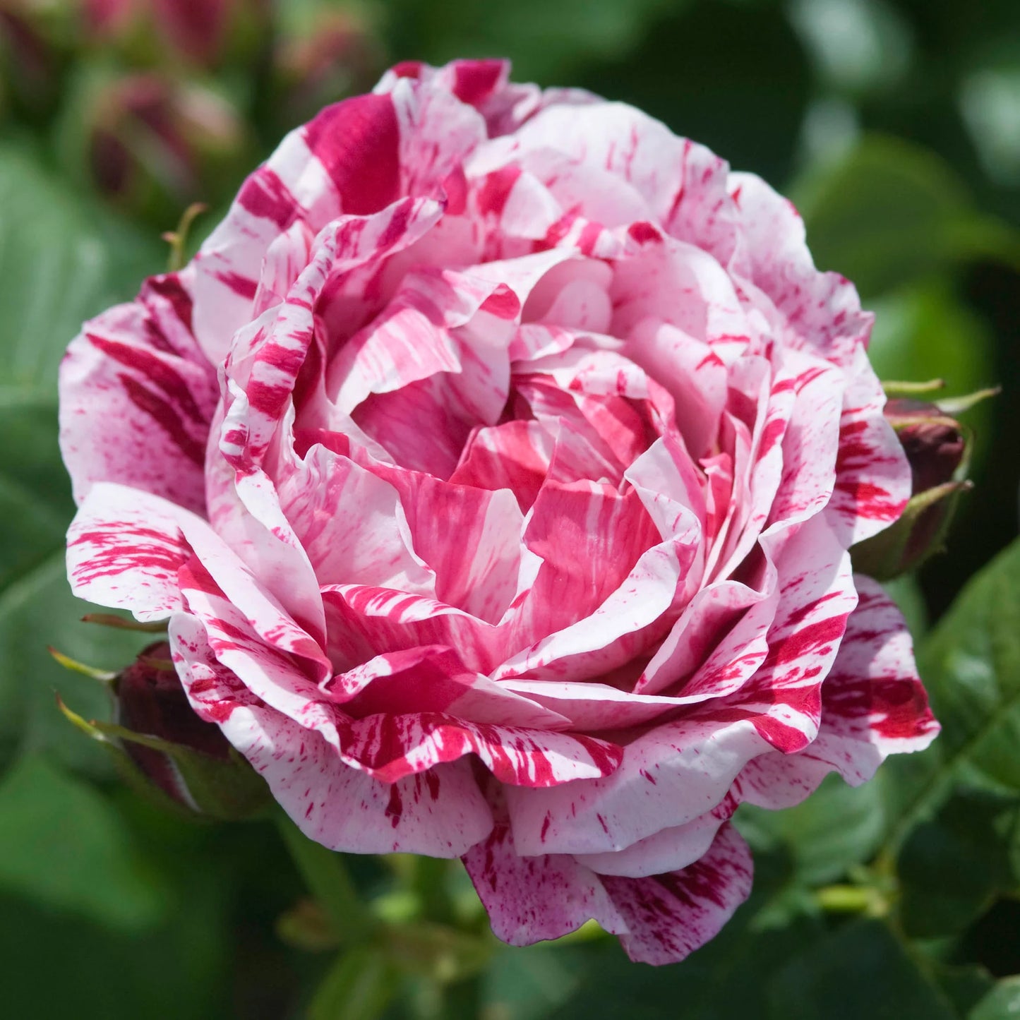 Trandafir Teahybrid Ferdinand (ghiveci de 2 L)