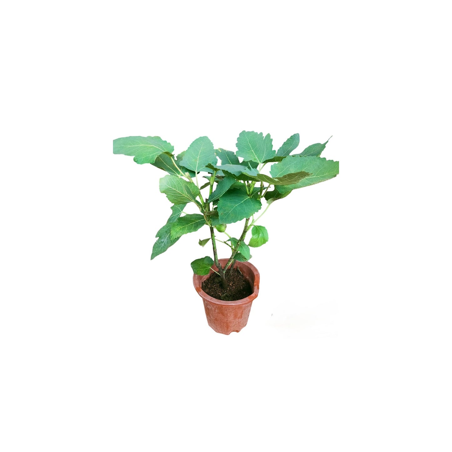 Smochin (Ficus Carica)