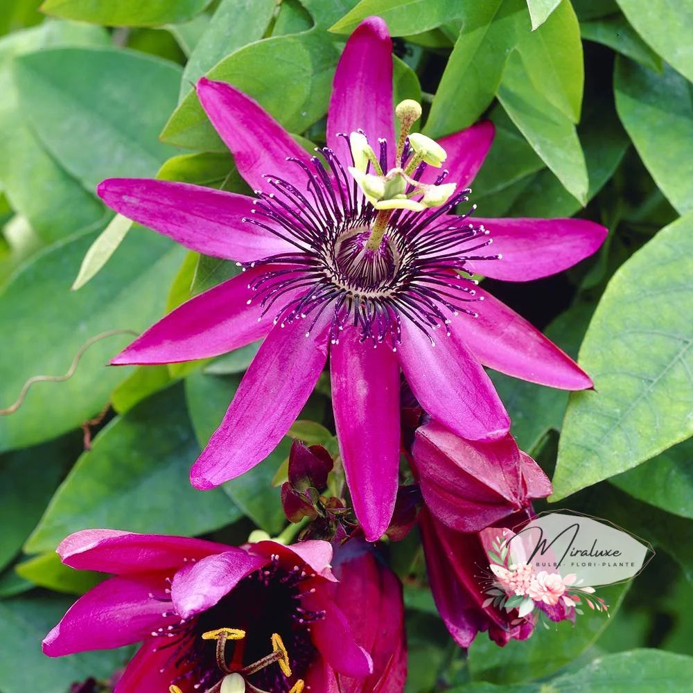 Floarea Pasiunii (Passiflora) Pura Vida Passiflora