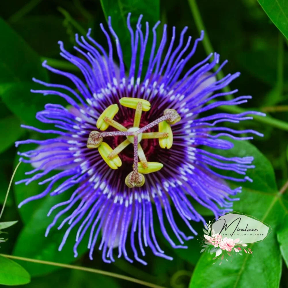 Floarea Pasiunii (Passiflora) Purple Passiflora