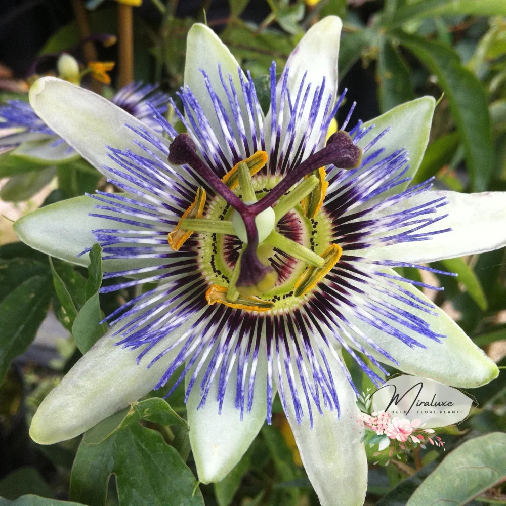 Floarea Pasiunii (Passiflora) White Passiflora