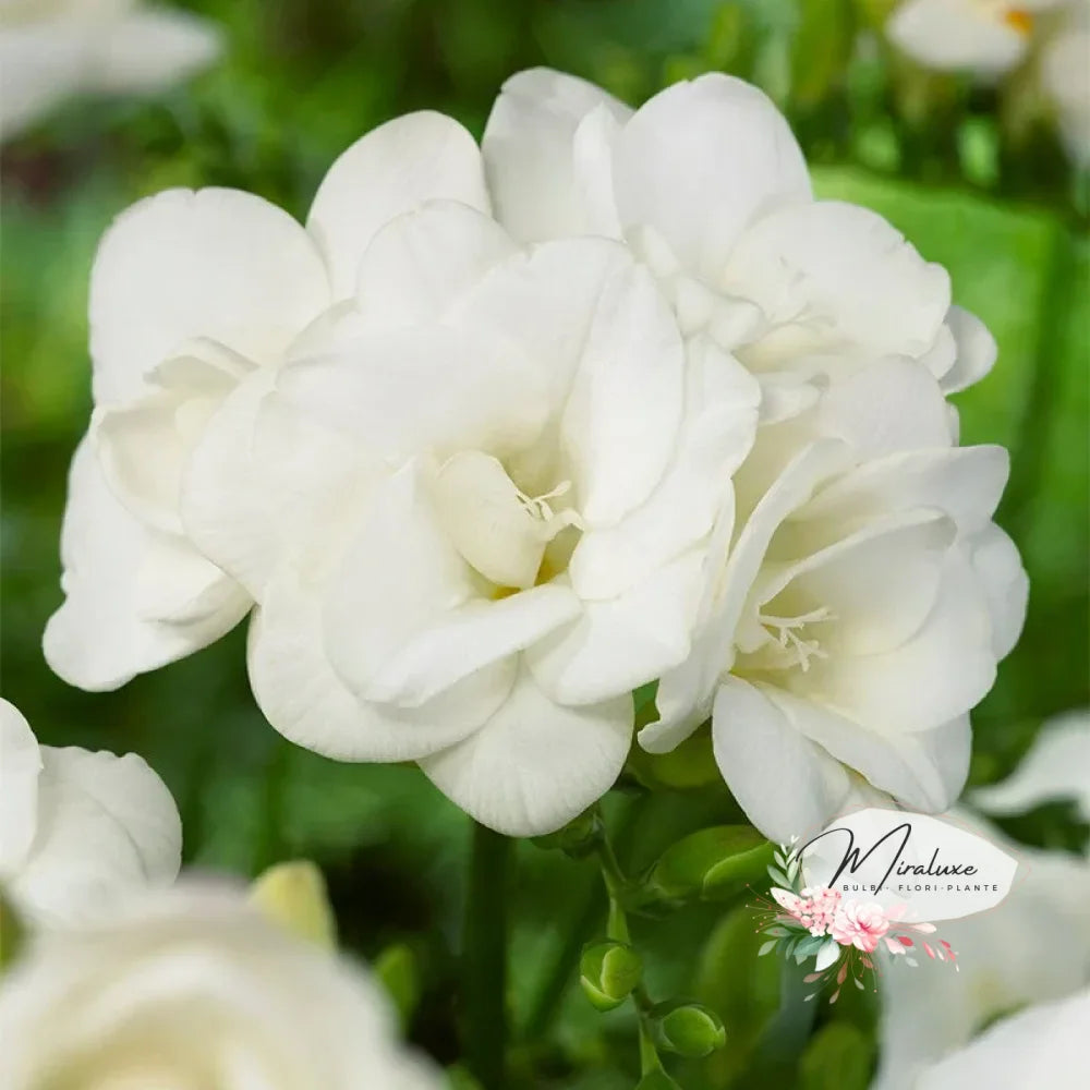 Frezie Double White Frezia