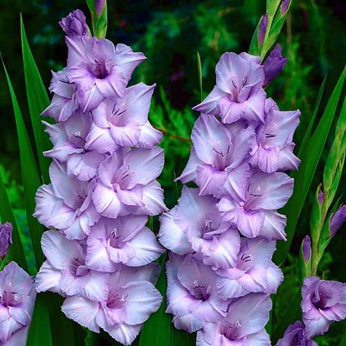 Gladiole Blue Tropic
