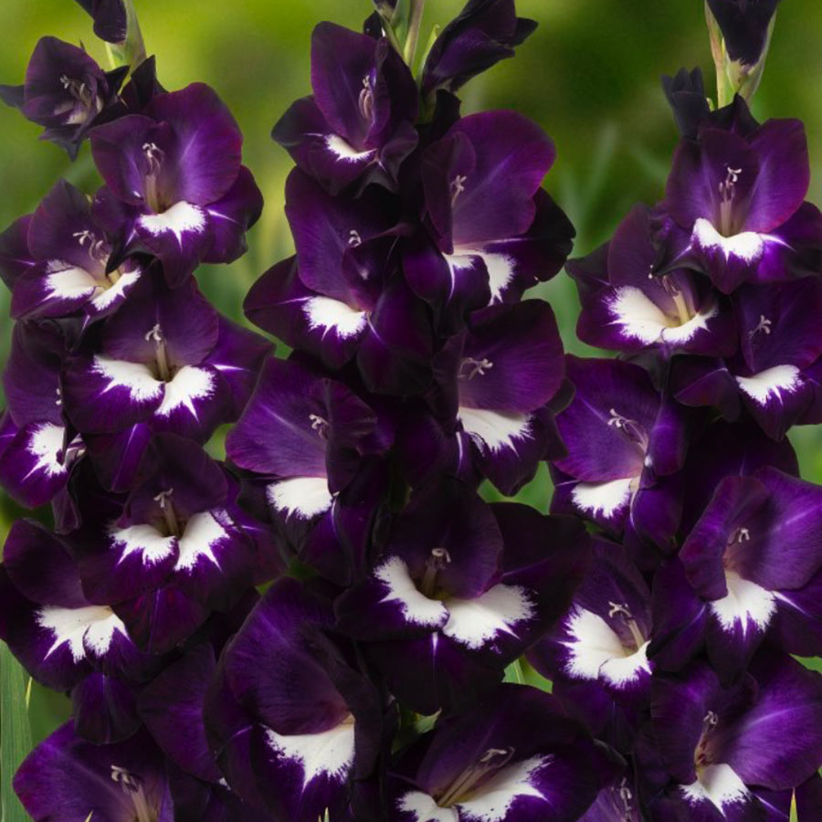 Gladiole Purple Rain