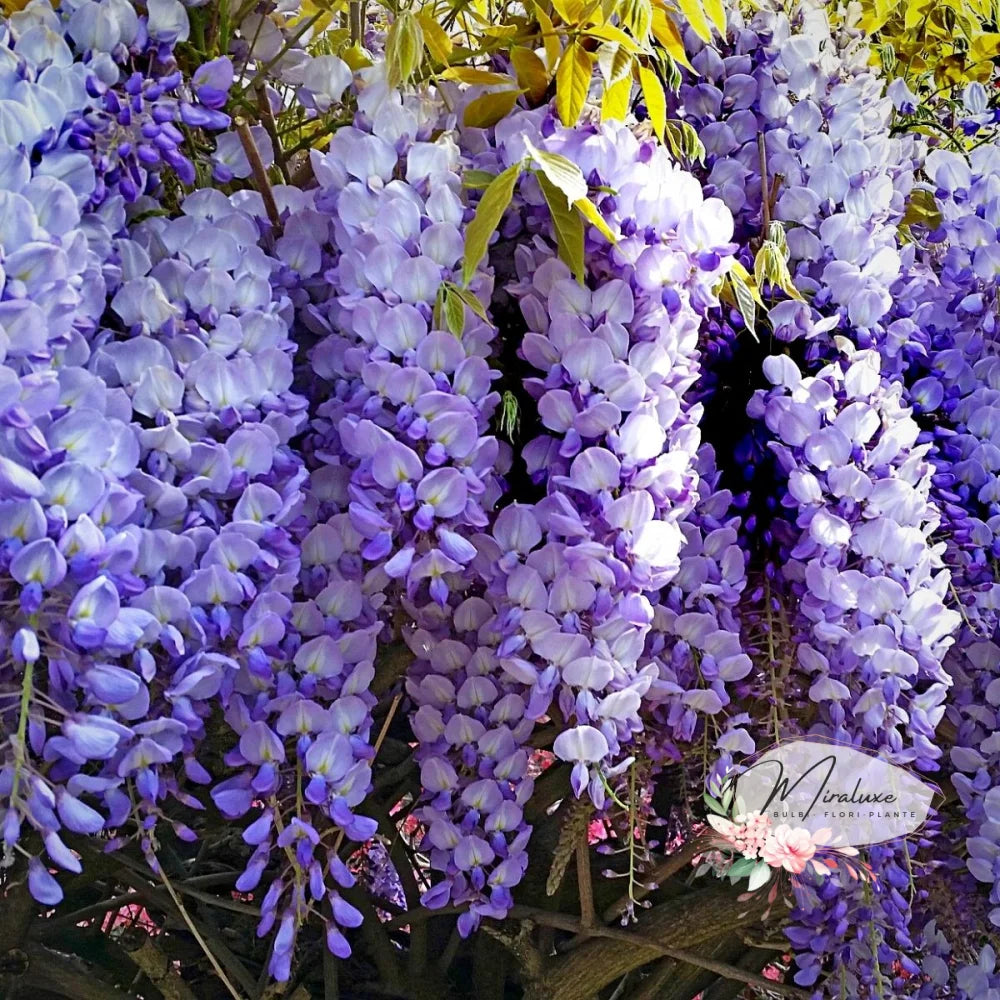 Glicină (Wisteria) Wisteria