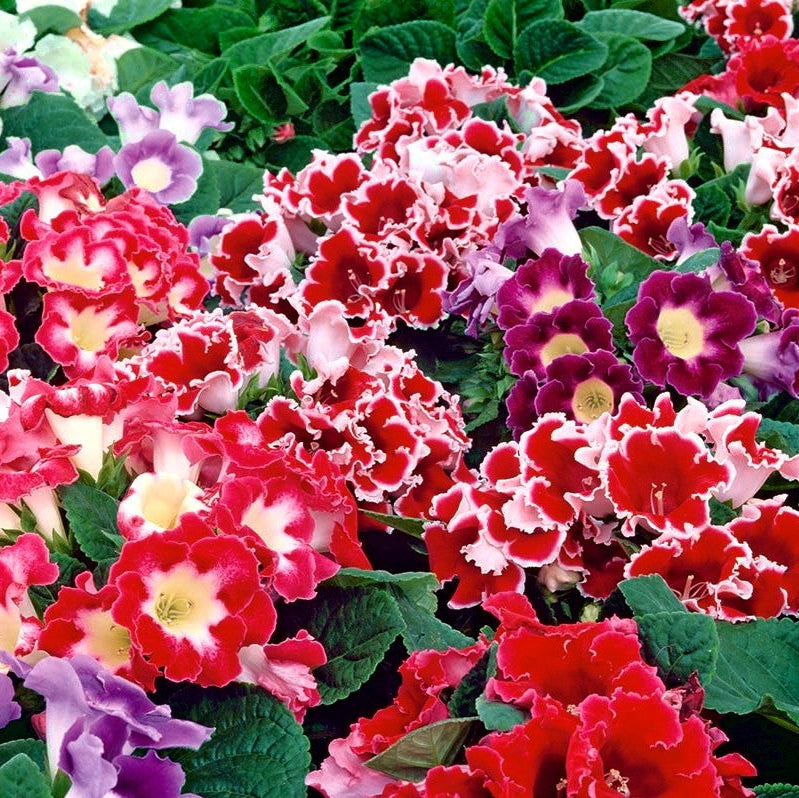 Gloxinia Mix (5 bulbi)