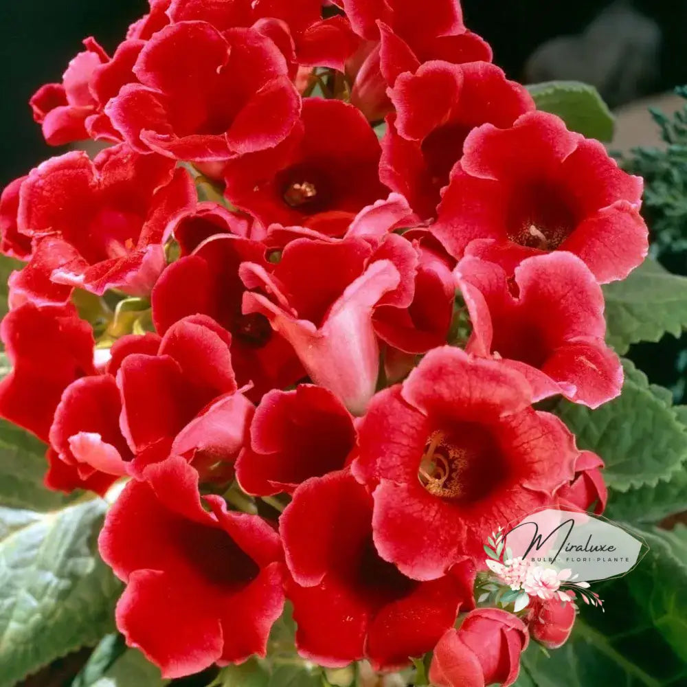 Gloxinia Etoil De Feu