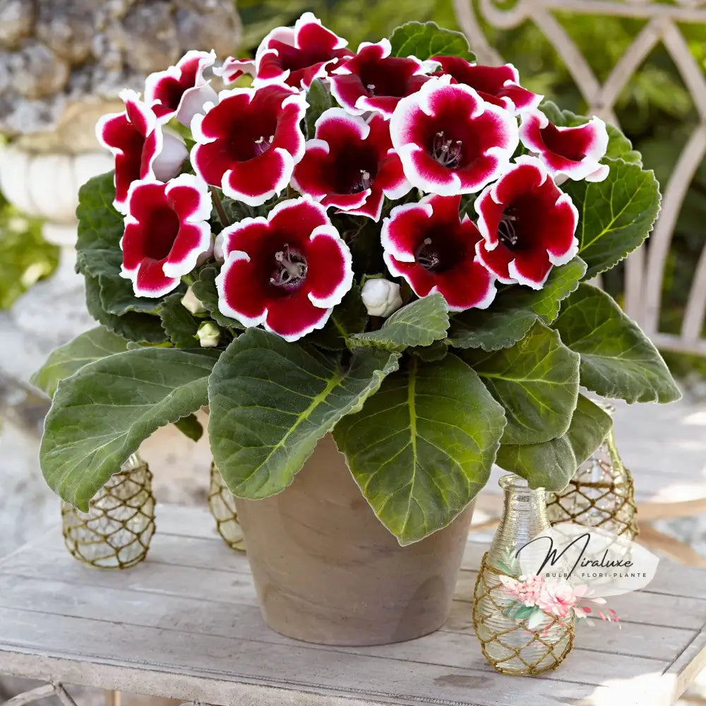 Gloxinia Kaiser Frederich