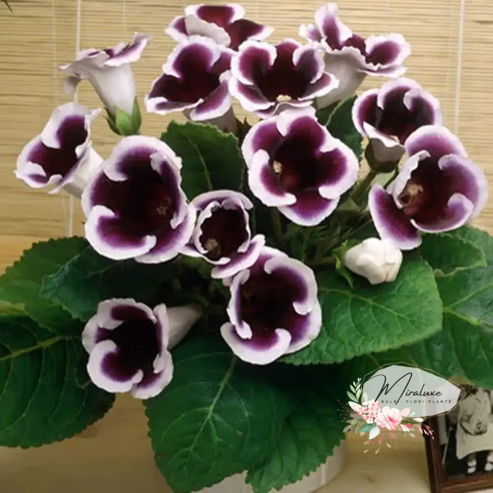 Gloxinia Kaiser Wilhelm