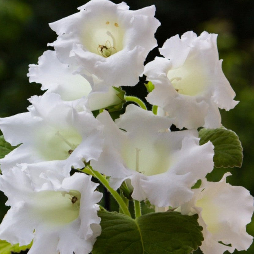 Gloxinia Mont Blanc