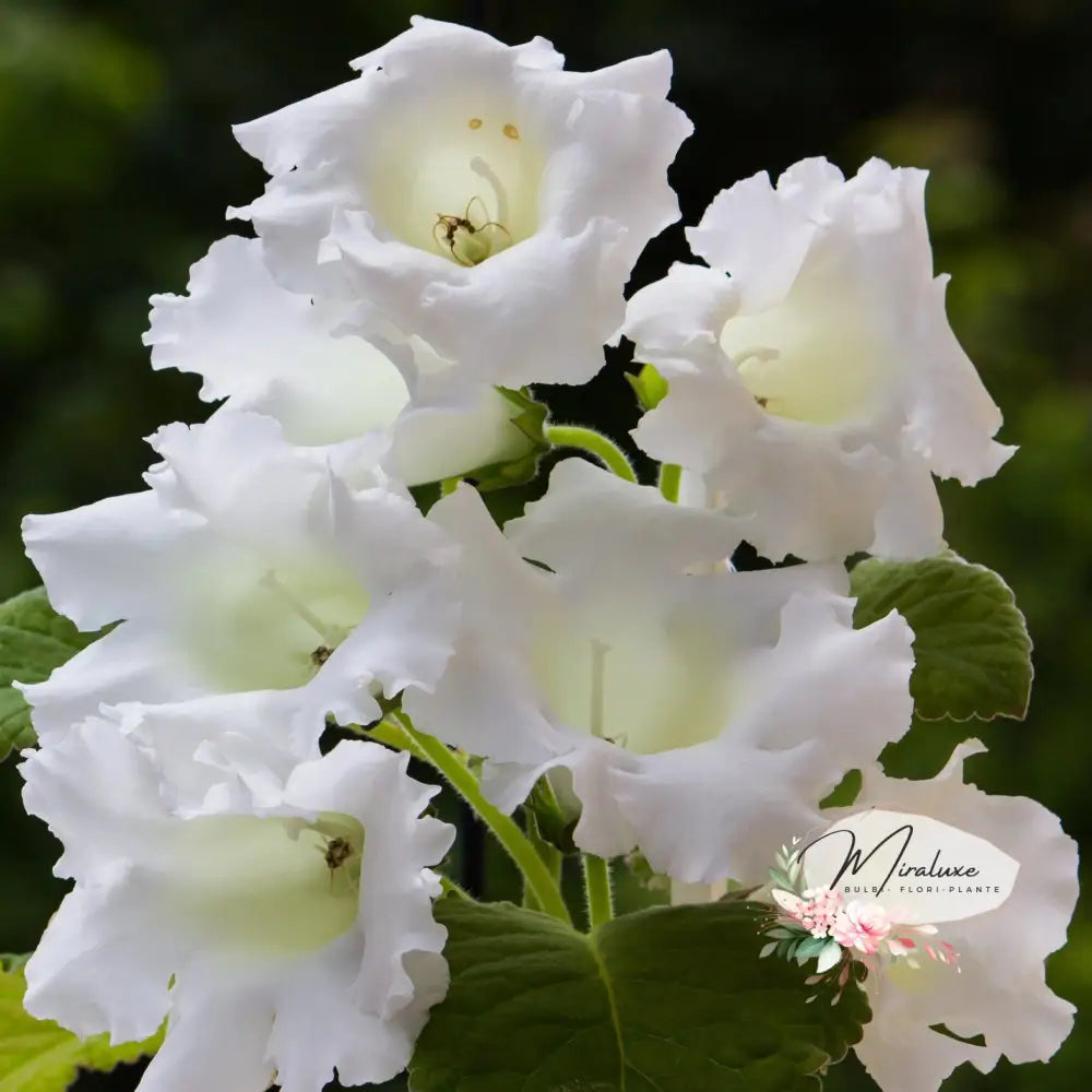 Gloxinia Mont Blanc