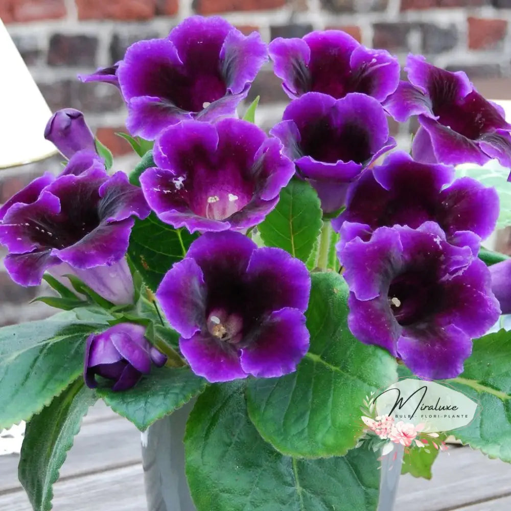 Gloxinia Prince Albert