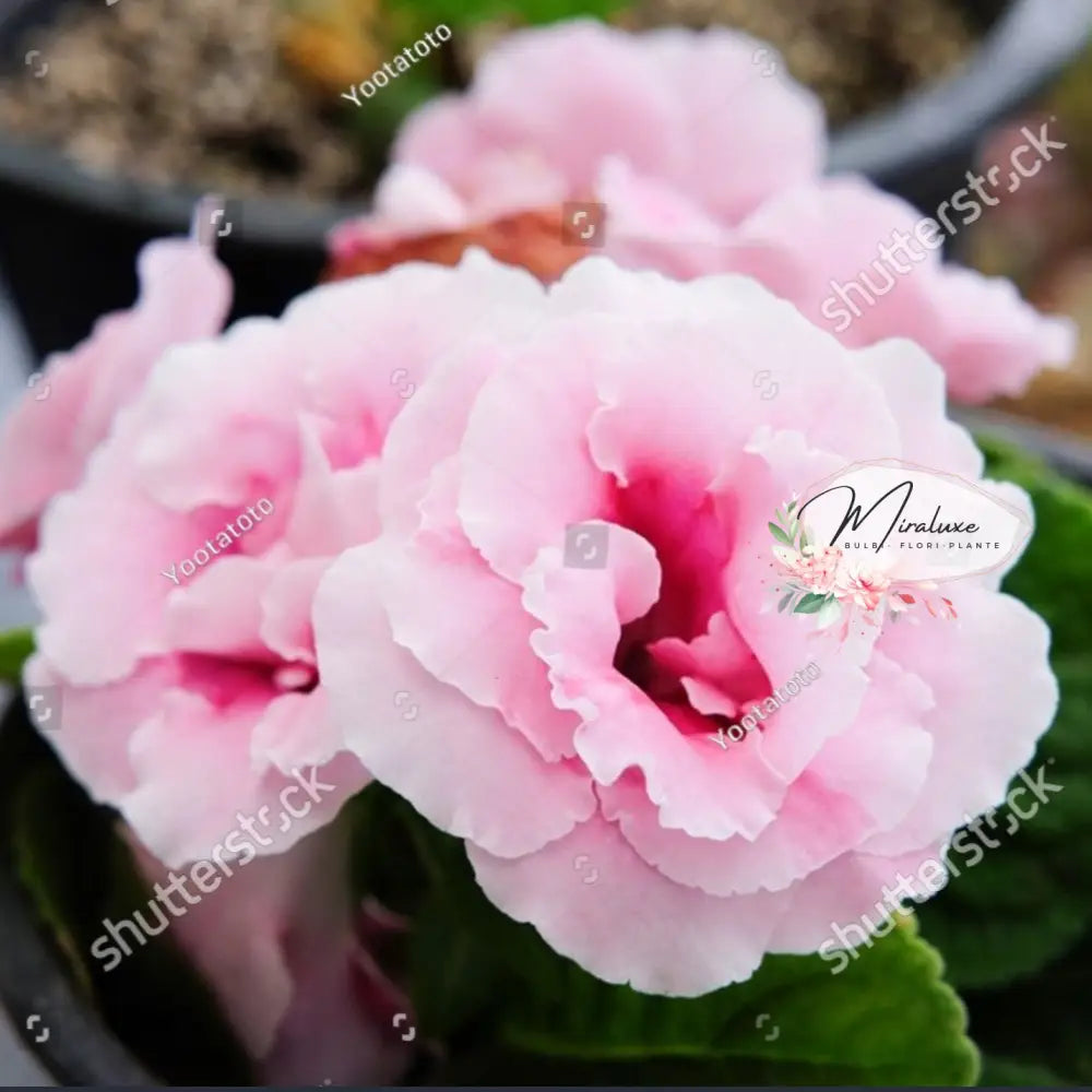 Gloxinia Sonata Rose
