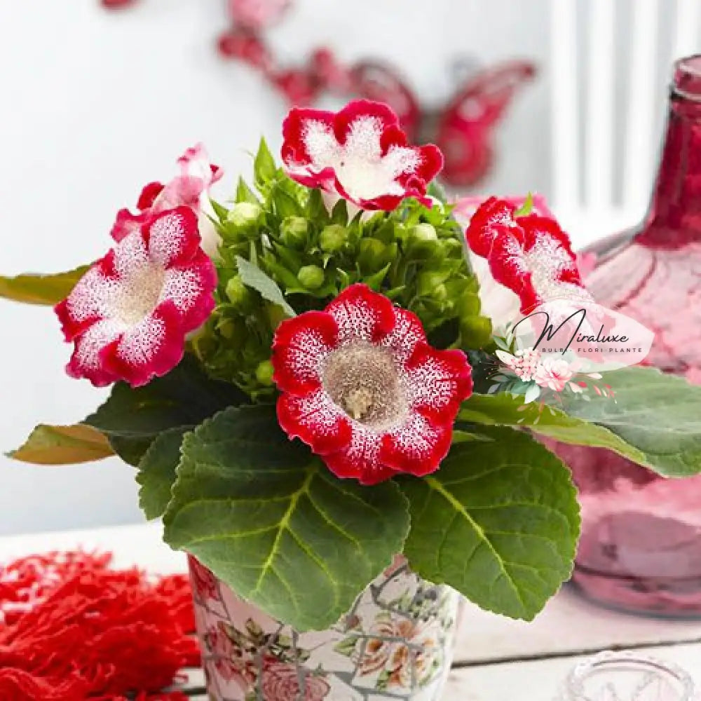 Gloxinia Tigrina Red