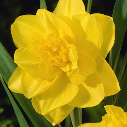 Narcise Duble Golden Ducat