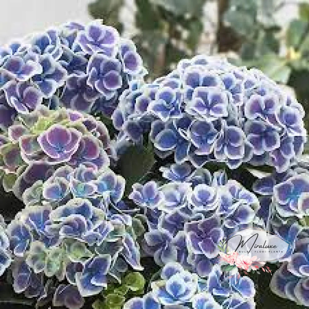 Hortensia Bicolor Bavaria