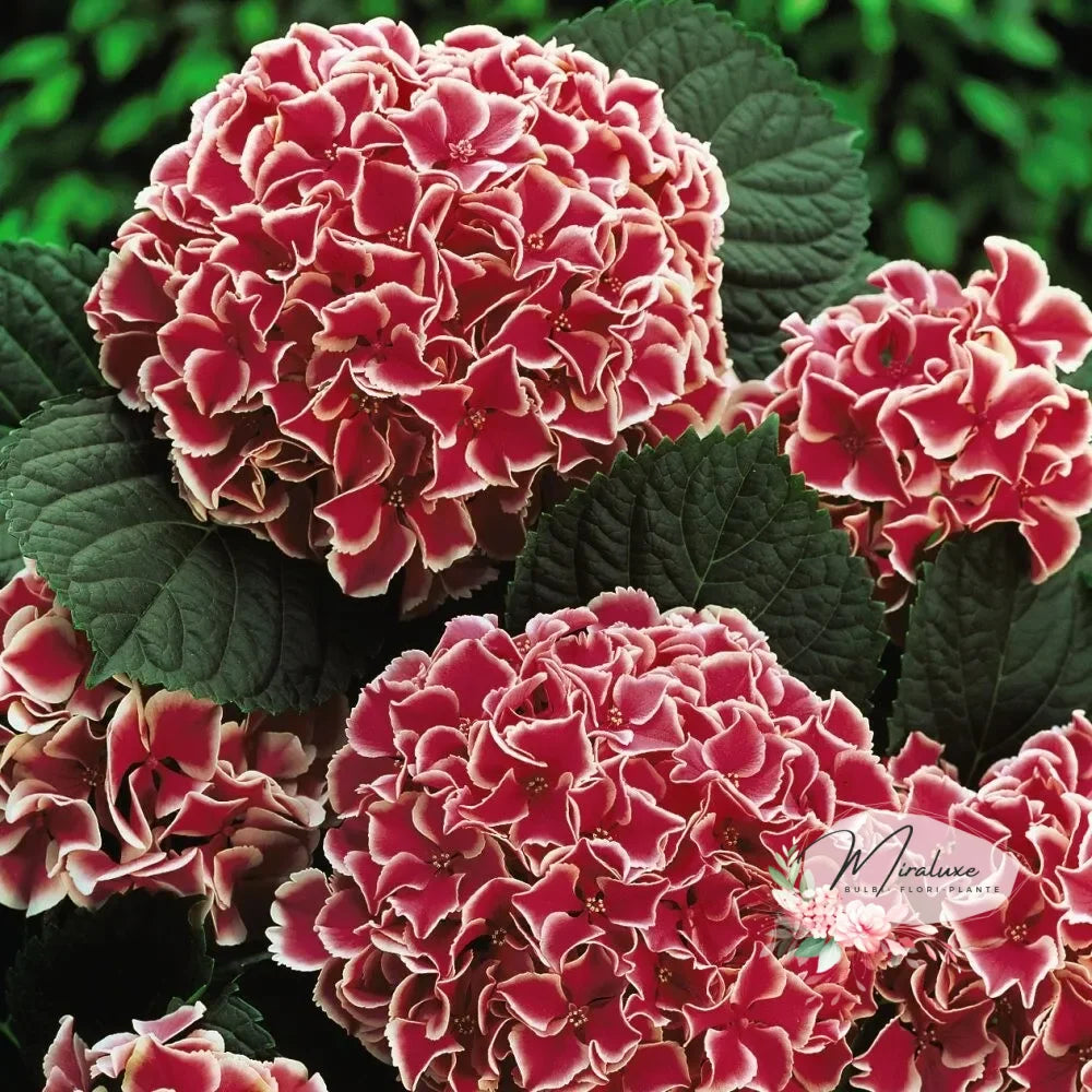 Hortensia Bicolor Camilla