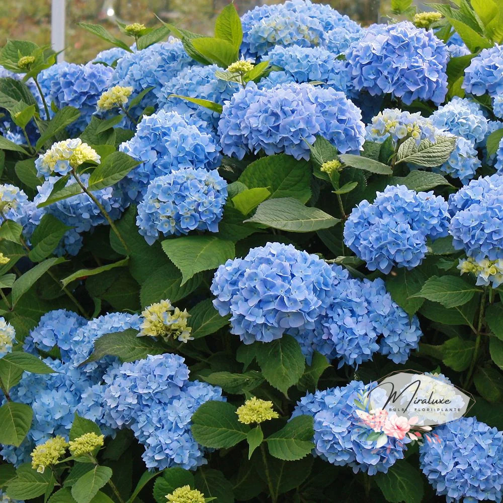 Hortensia Blue Mophed