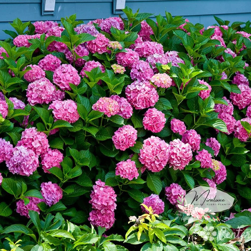 Hortensia Pink Mophed