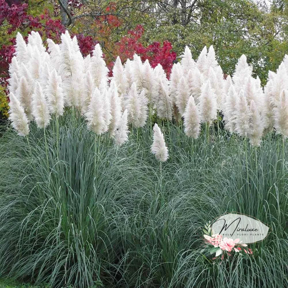 Iarba De Pampas Albă (Cortaderia Selloana)