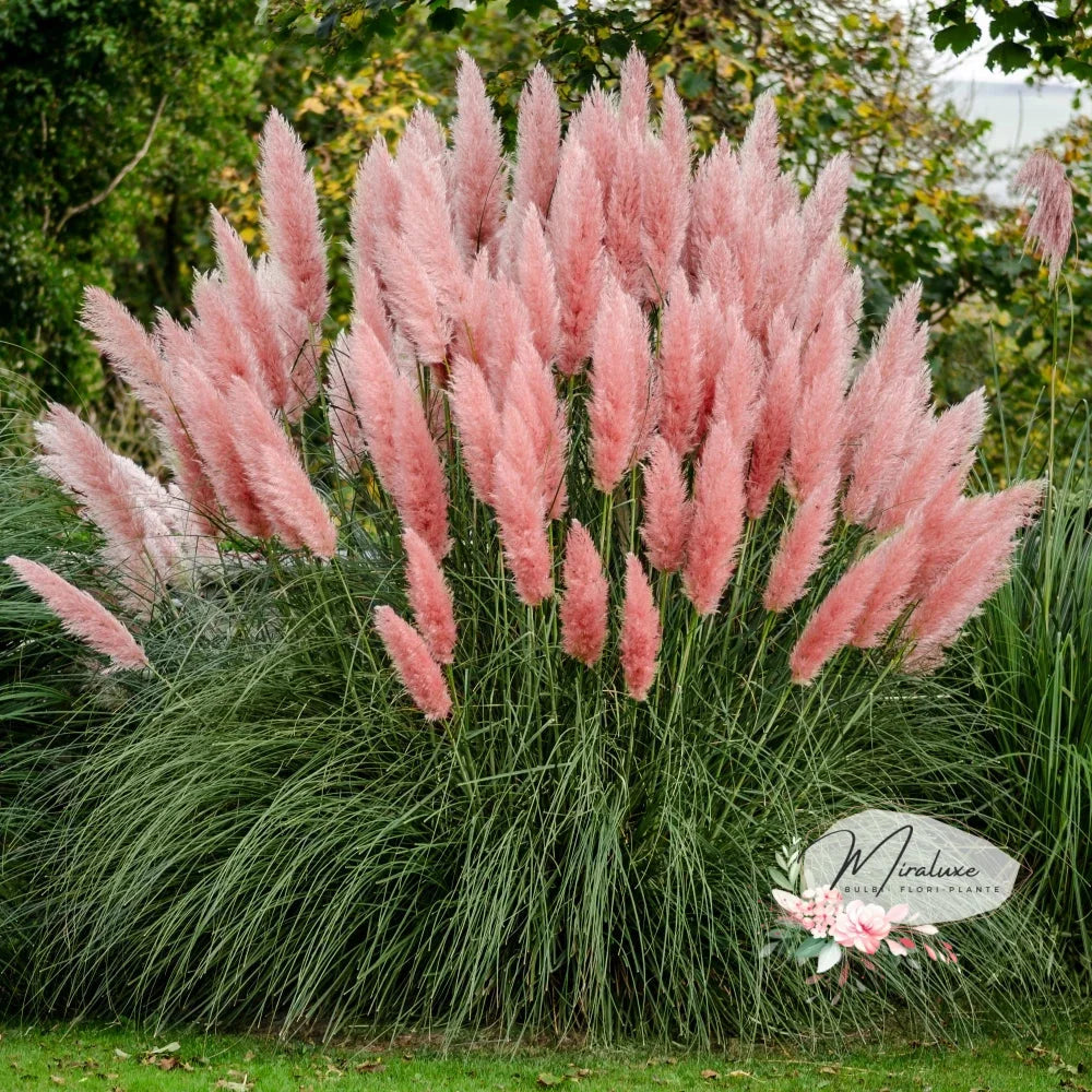 Iarba De Pampas Rose (Cortaderia Selloana Rosea)