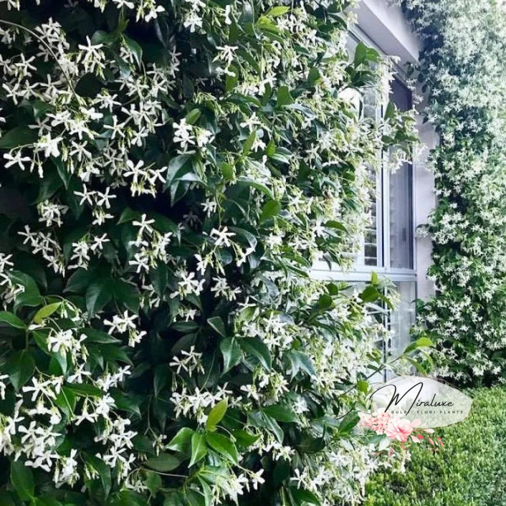 Iasomie De Grădina Cățărătoare (Pergola Jasminium) Pergola