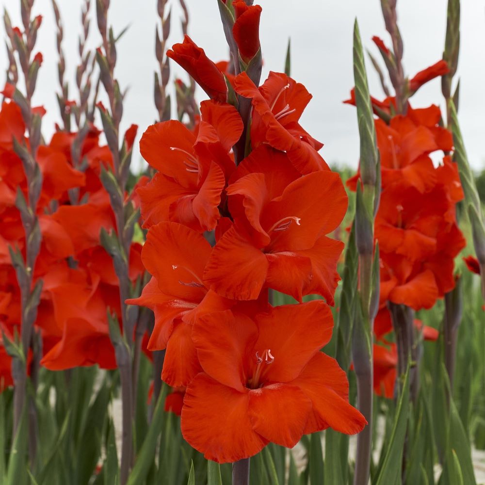Gladiole Dador de Pan