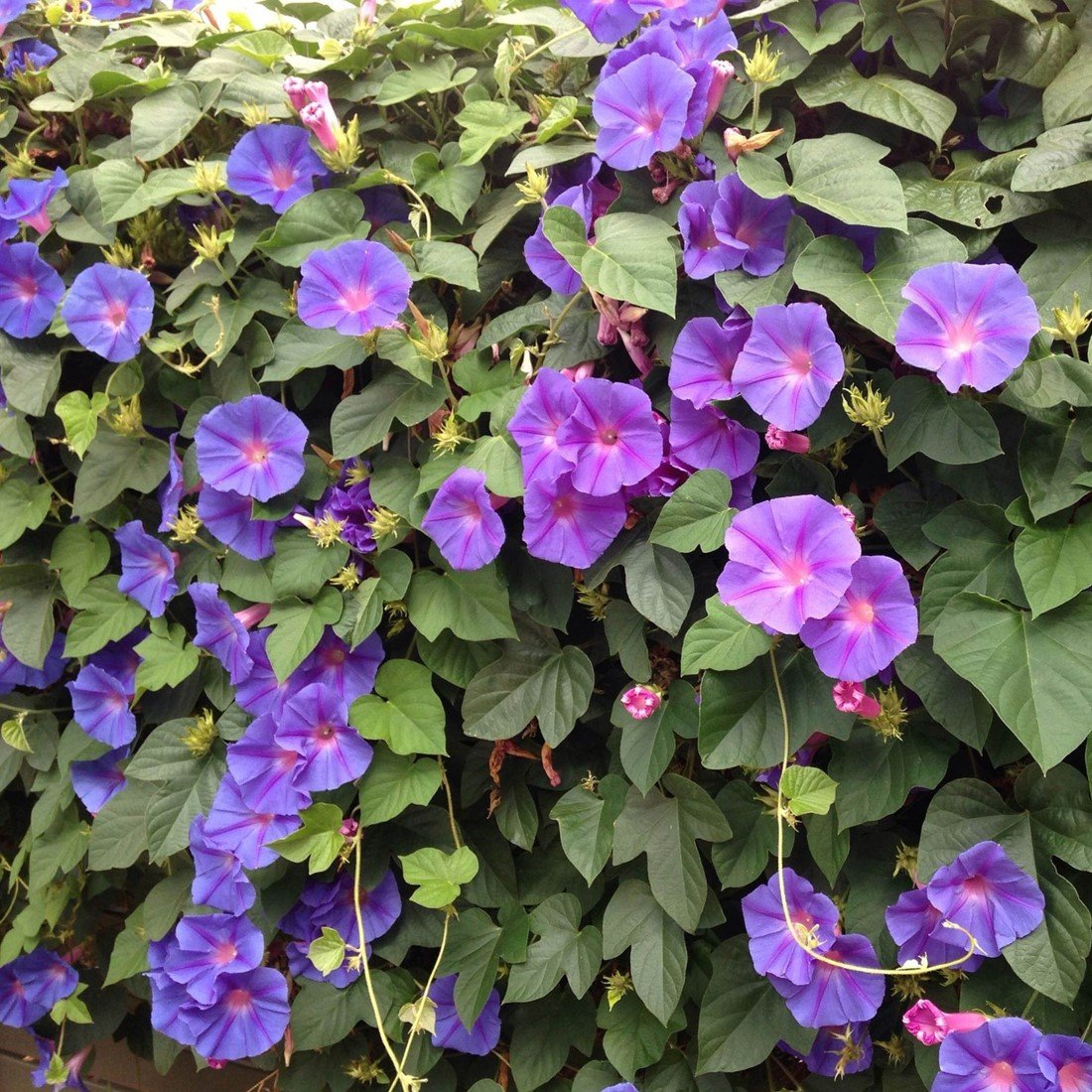 Ipomoea Grandiflora