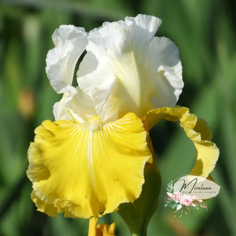 Iris Germanica Lemon Cloud