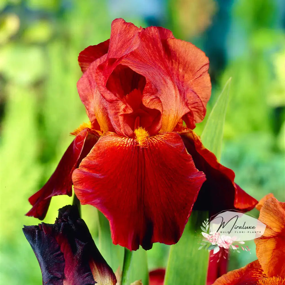 Iris Germanica Red Hot