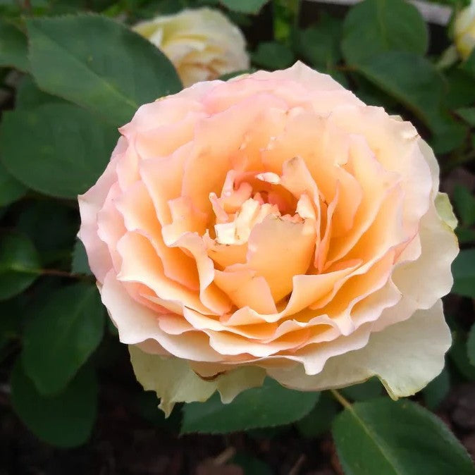 Trandafir Teahybrid Jalitah (ghiveci de 2 L, an II)