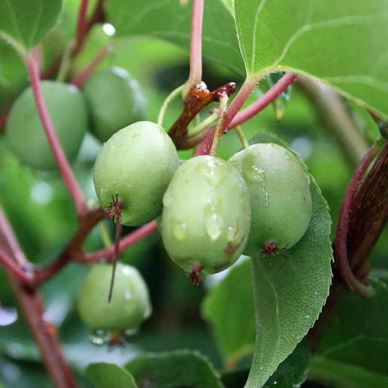 Actinidia rguta 'Issai' (Mini-Kiwi)