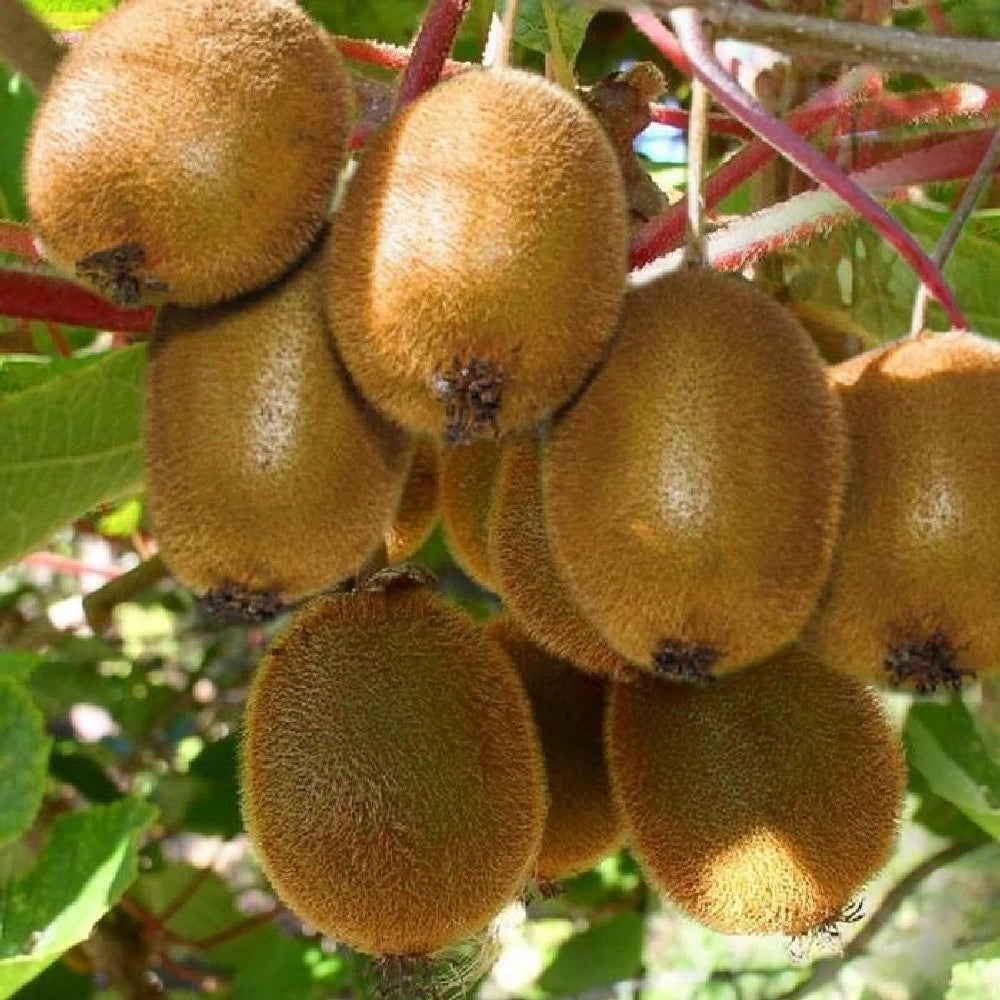 Actinidia deliciosa 'Jenny' (Kiwi)