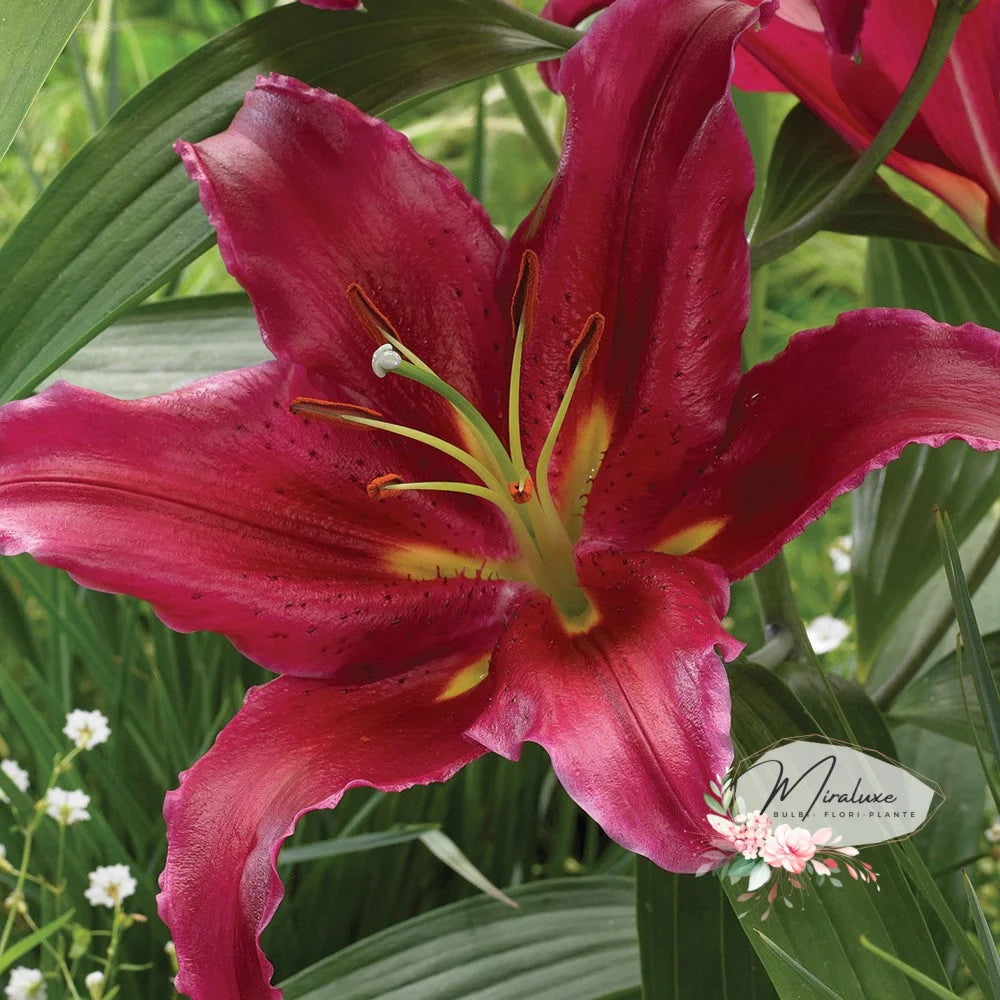 Lilium Bacardi