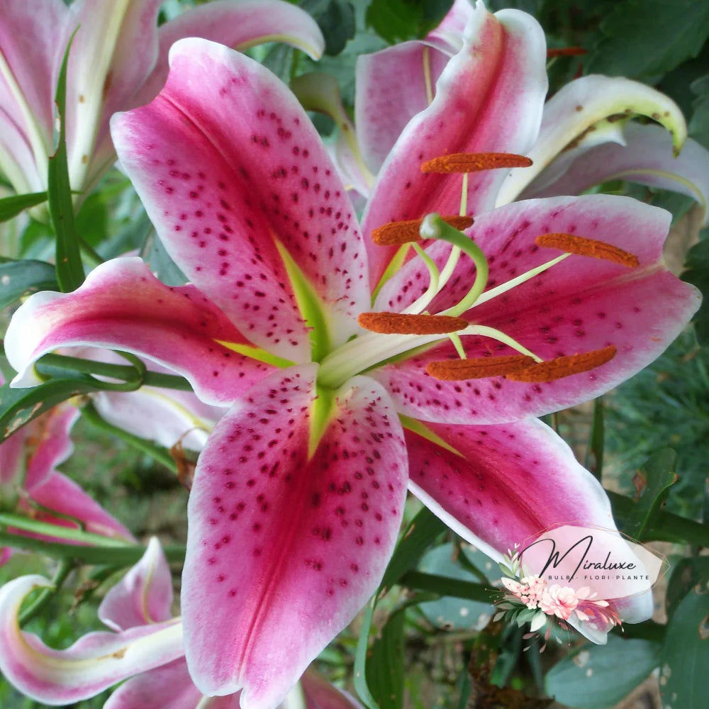 Lilium Showwinner