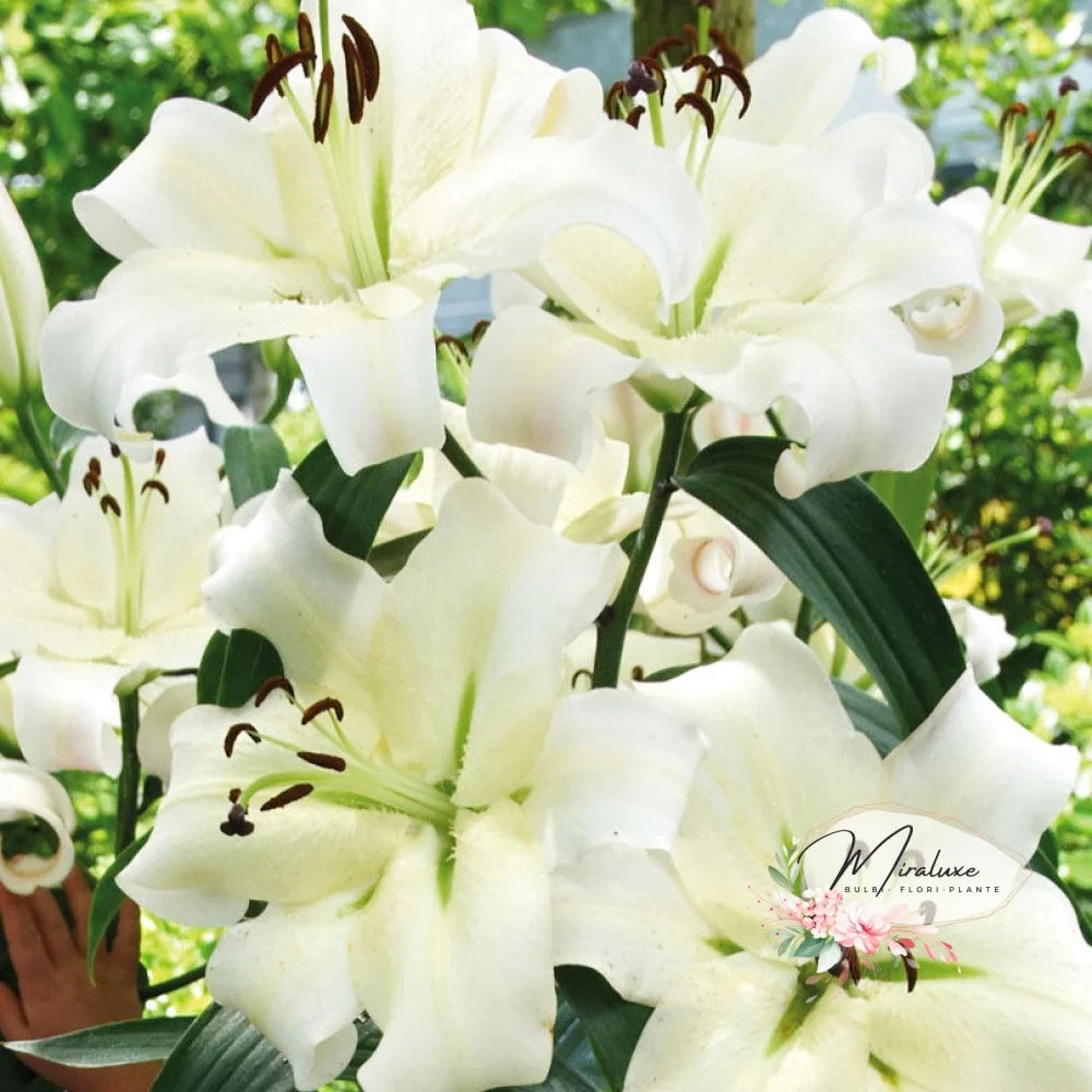 Lilium Siberia Dn