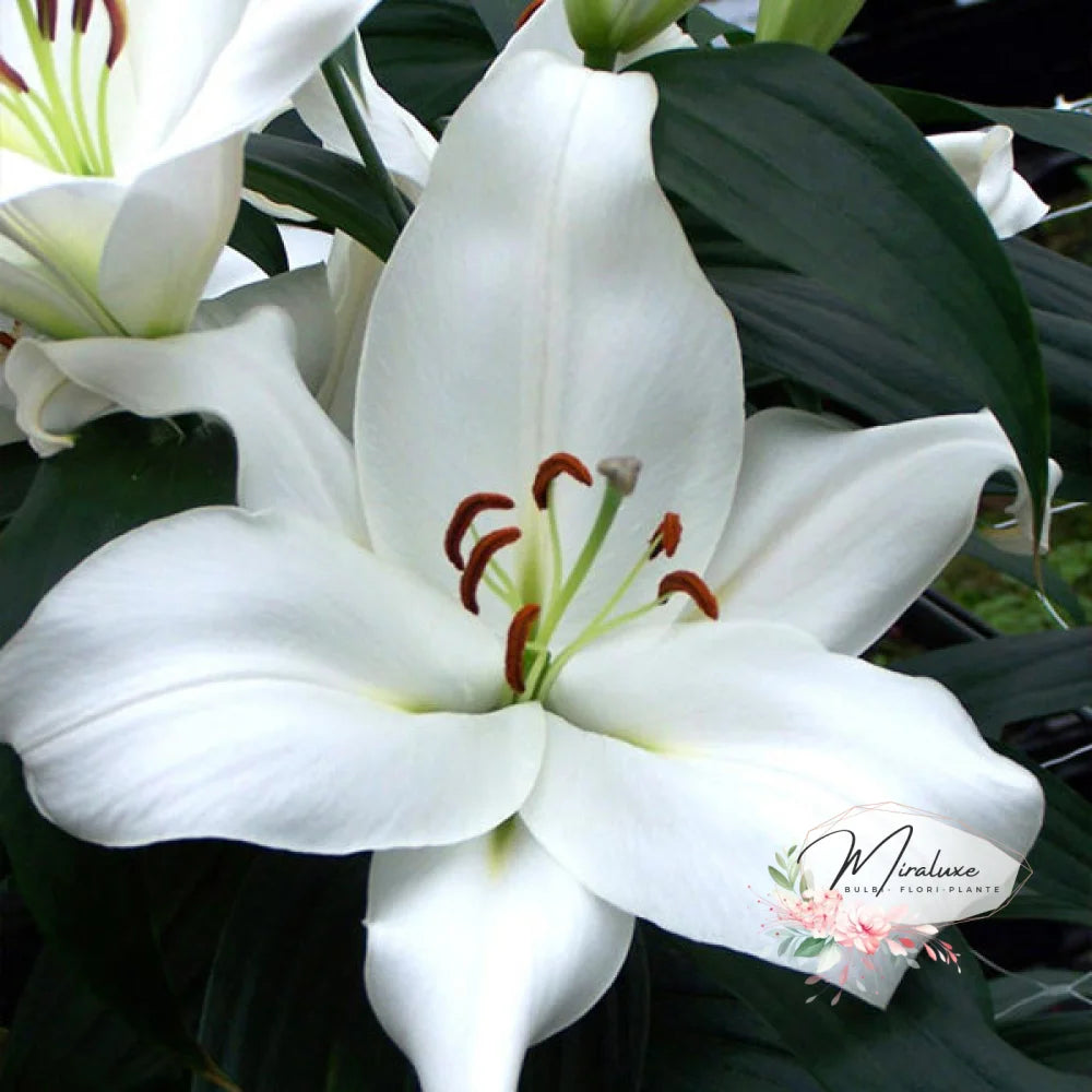 Lilium Zambesi