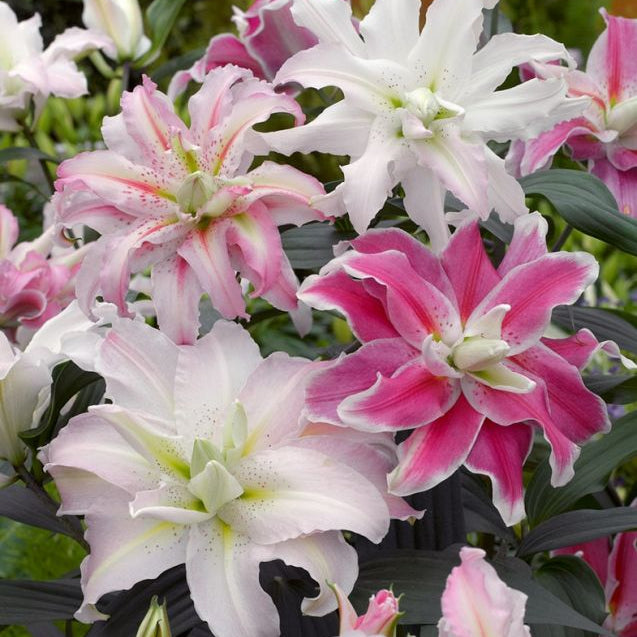 Lilium Mix Dublu (10 bucăți)