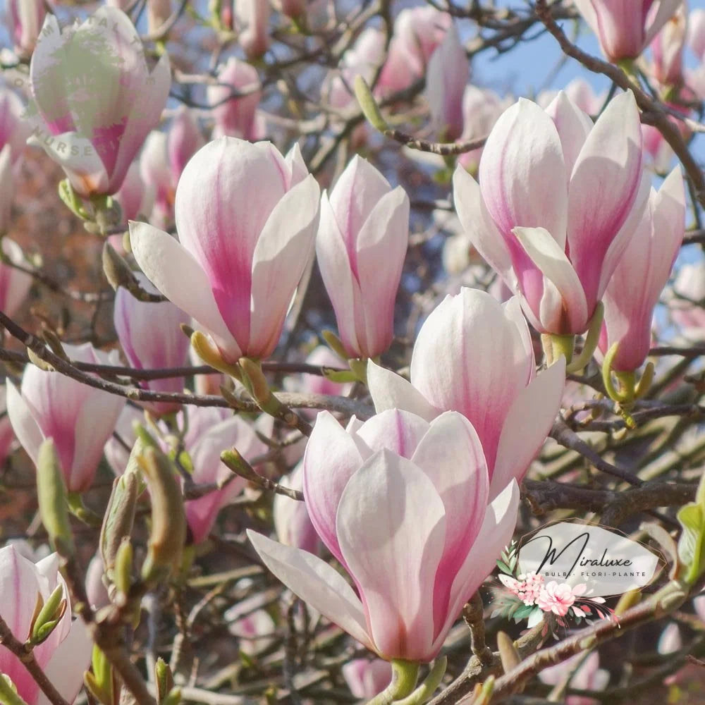 Magnolia Soulgeana