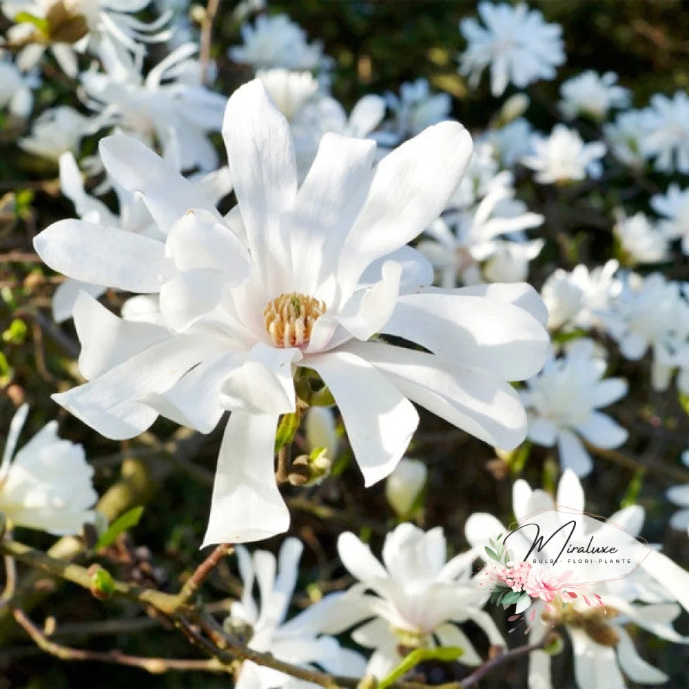 Magnolia Stellata