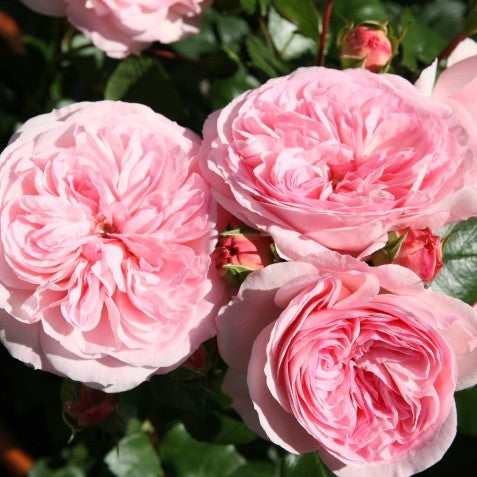 Trandafir Floribunda Maria Theresa (ghiveci de 2 L)