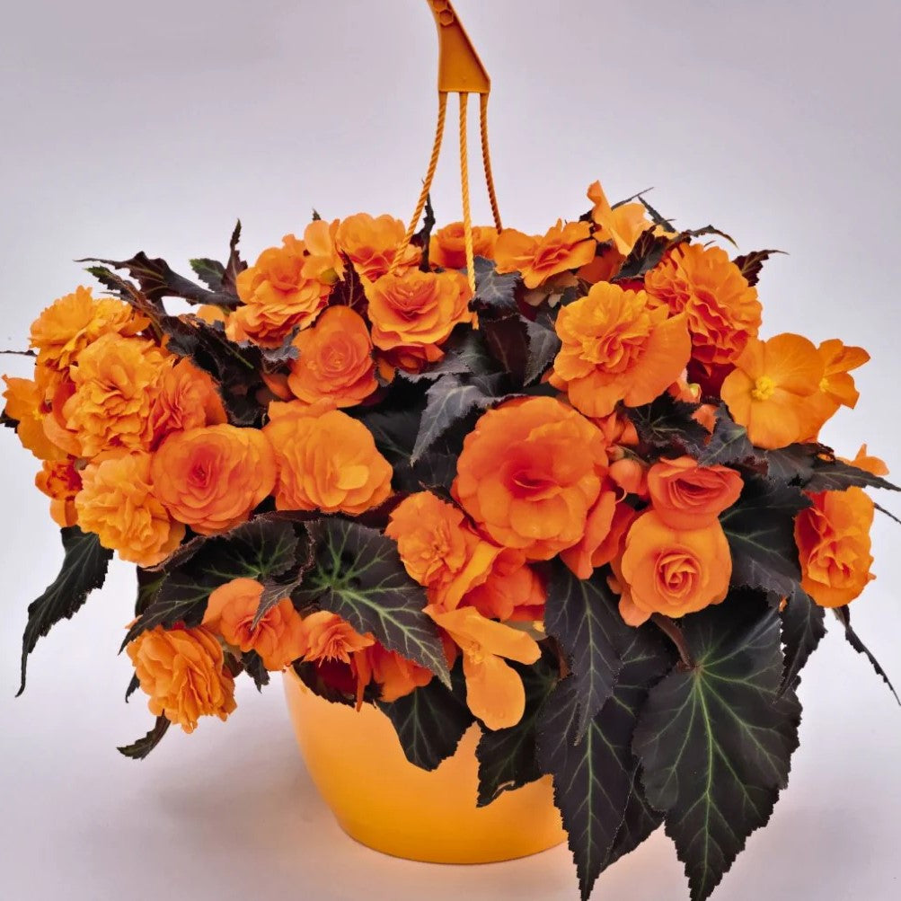Begonia Nonstop Mocca Bright Orange