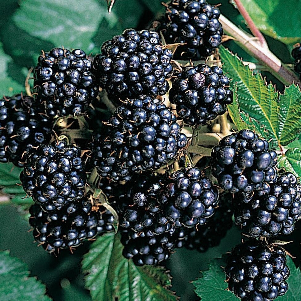 Mur (Rubus Thornless)