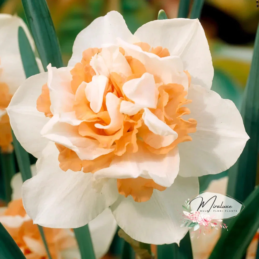 Narcise Duble Replete